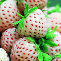 Originele Aardbeiencollectie (x4) - Fragaria pineberry ® framberry ® - Kleine fruitbomen