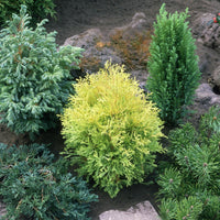 Coniferen Mix - groenblijvend (x5) - Chamaecyparis boulevard, ellwoodii, thuja, pinus m - Plant eigenschap