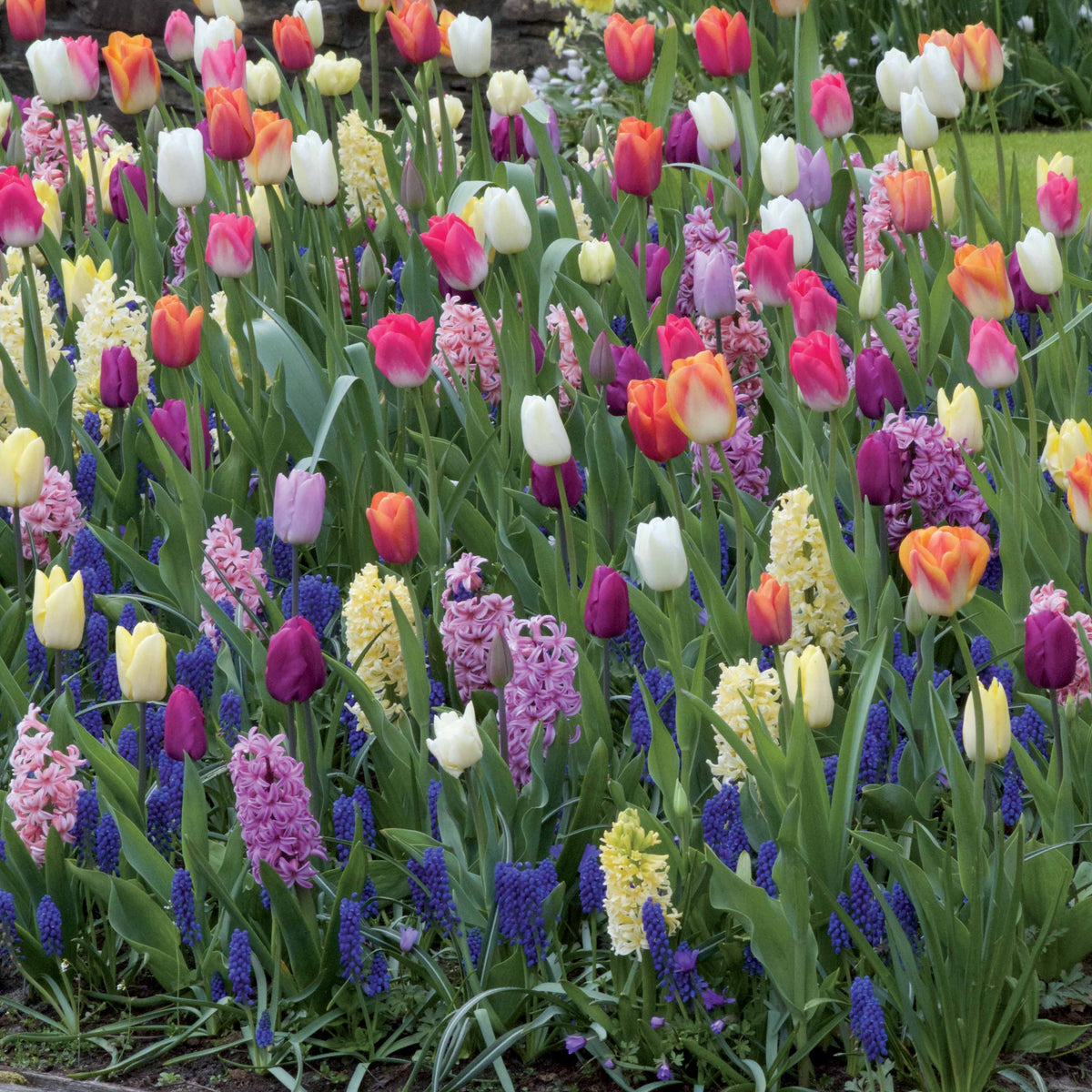 Bloembollen Mix - multicolor - Bakker