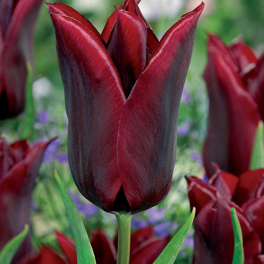Leliebloemige tulpen 'Lasting Love' (x10) - Tulipa lasting love - Bloembollen