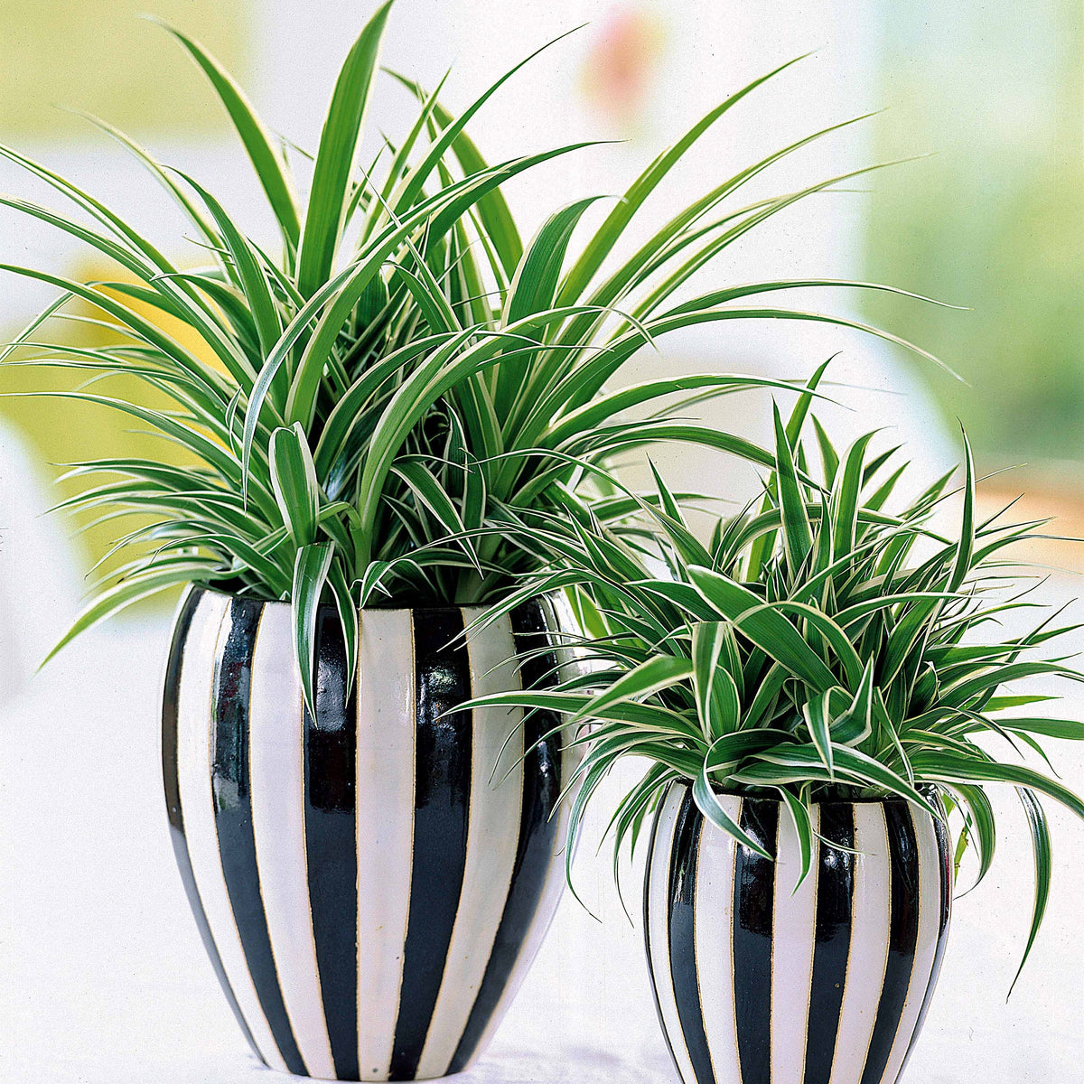 Luchtzuiverende kamerplanten Mix - Chamoedorea elegans,monstera deliciosa,chlorophytum atlantic - Bakker