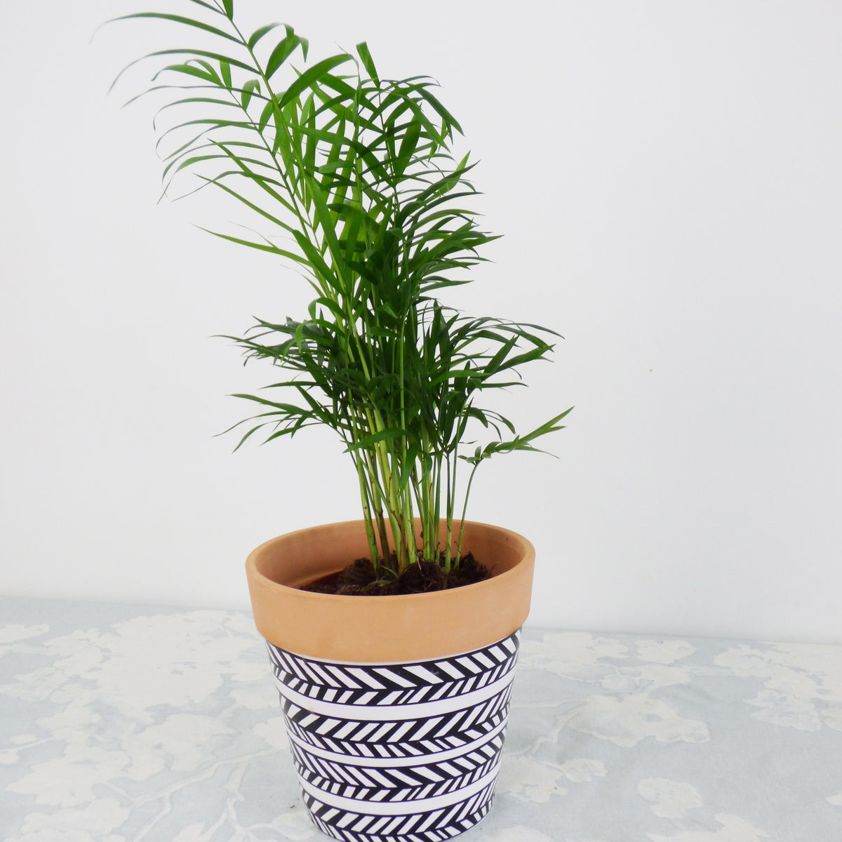 Luchtzuiverende kamerplanten - Luchtzuiverende kamerplanten Mix - Chamoedorea elegans,monstera deliciosa,chlorophytum atlantic