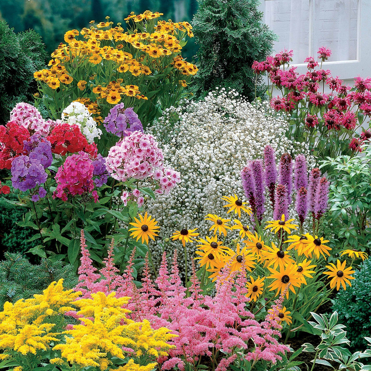 Vaste planten Mix - Helenium, Monarda,  Phlox paniculata, Rudbeckia Goldstrum, Gypsophila paniculata, Liatris spicata, Solidago, Astilbe - Bakker