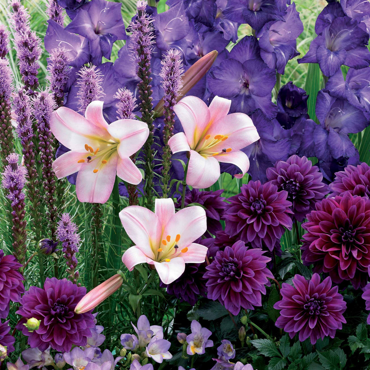 Zomerbollen Mix (x29) - Liatris, freesias,lis longiflorum,dahlia,gladiolus - Bakker