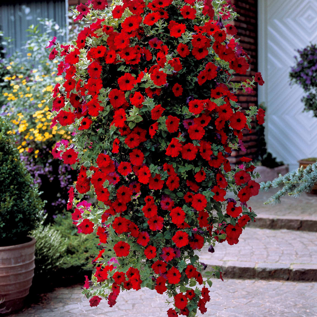 Petunia Collectie: rood, roze, geel (x9) - Bakker