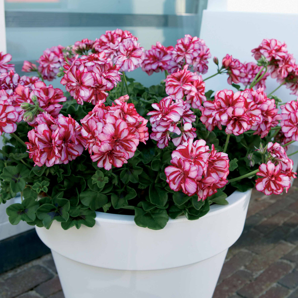 Collectie boomgeraniums: rood en tweekleurig (x6) - Pelargonium peltatum nixe , rouge - Bakker