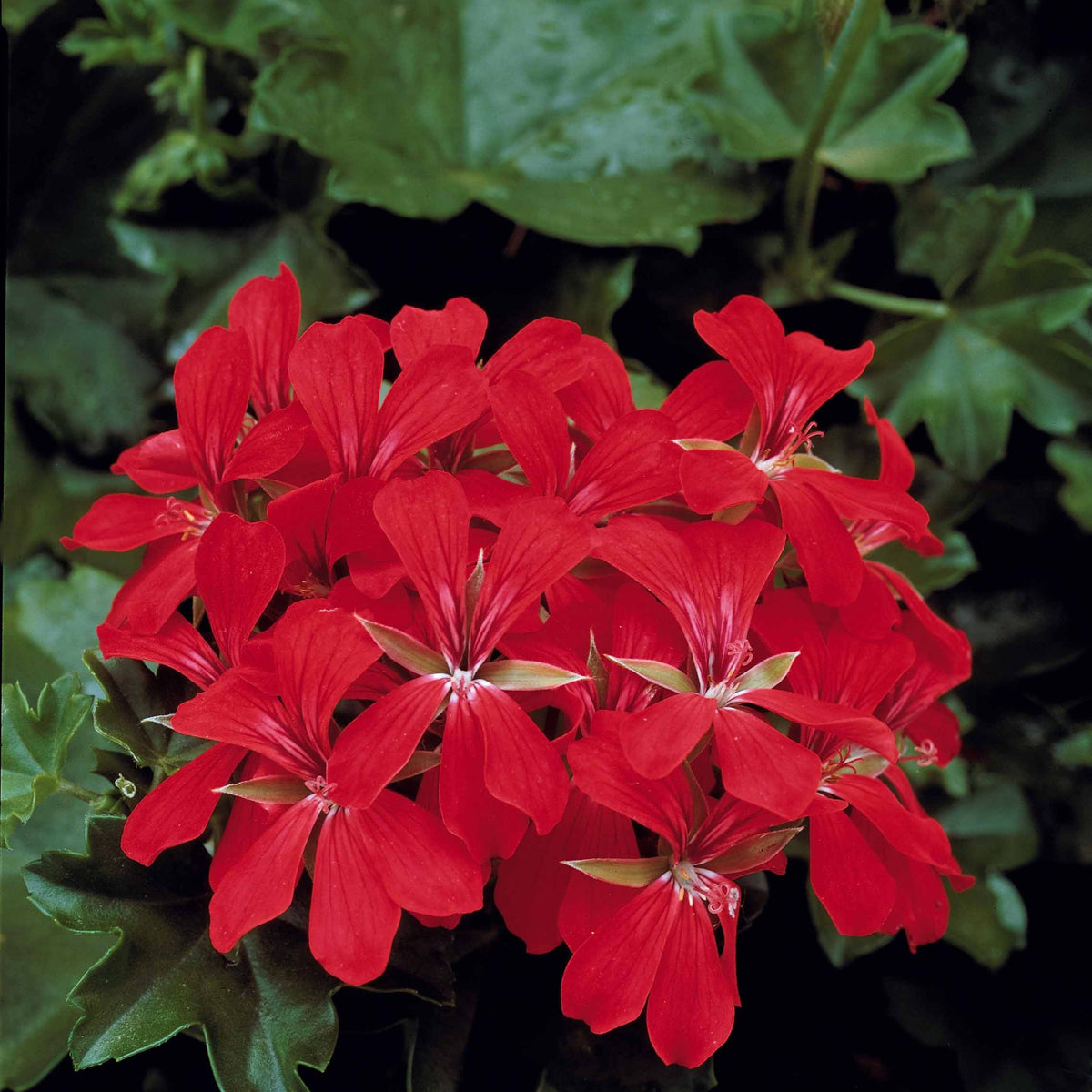 Pelargonium peltatum nixe , rouge - Collectie boomgeraniums: rood en tweekleurig (x6) - Geranium - Pelargonium