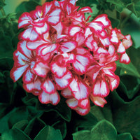Collectie boomgeraniums: rood en tweekleurig (x6) - Pelargonium peltatum nixe , rouge - Perkplanten