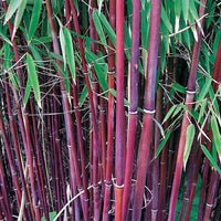 Boeren Boerenhortensia, Japanse roos, bamboe (x3) - Hydrangea macrophylla, camelia japonica, fargesia - Heesters en vaste planten