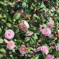 Boeren Boerenhortensia, Japanse roos, bamboe (x3) - Hydrangea macrophylla, camelia japonica, fargesia