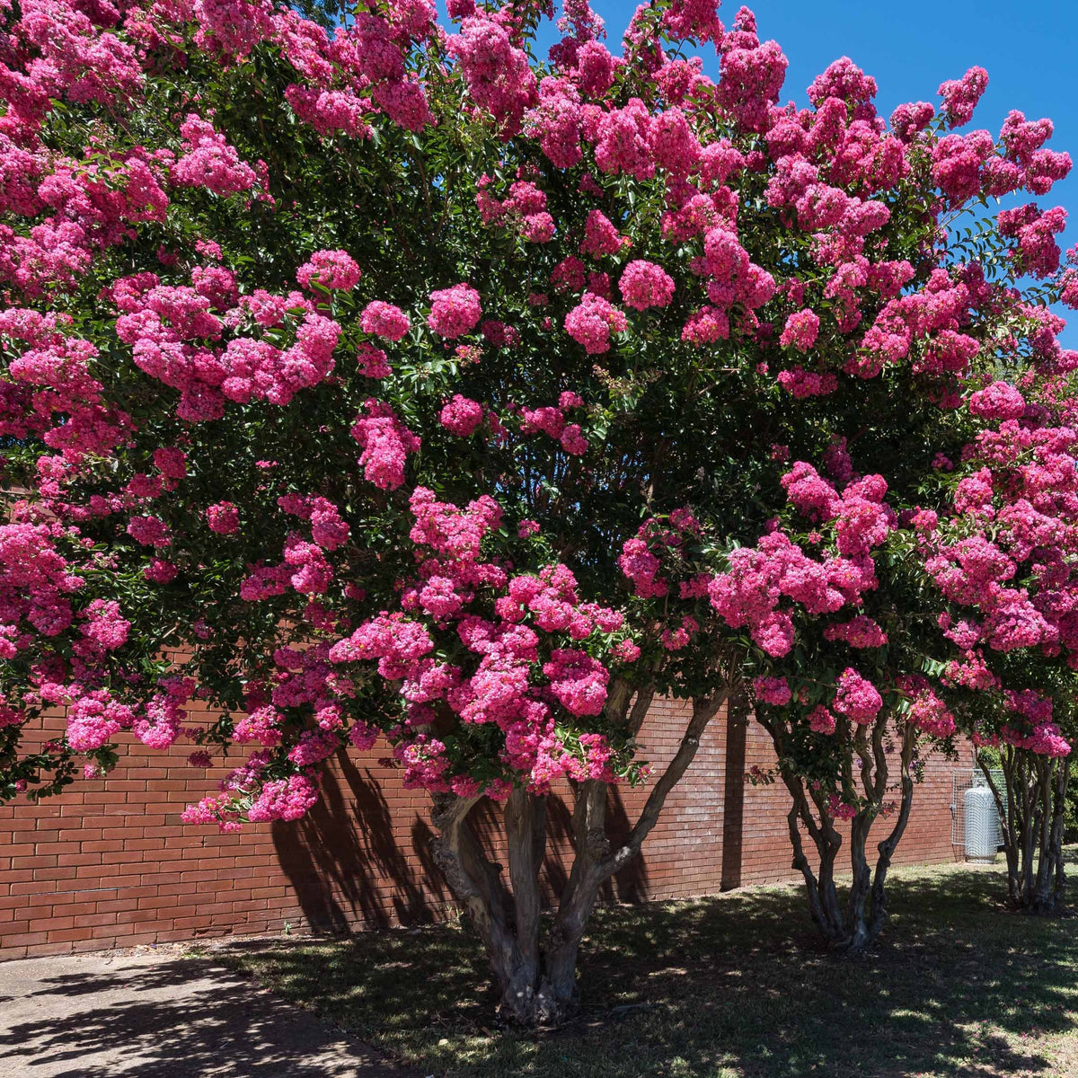 Struik collectie: indische sering, lampenpoetser en brem (x3) - Lagerstroemia indica, callistemon laevis, cytisus - Bakker