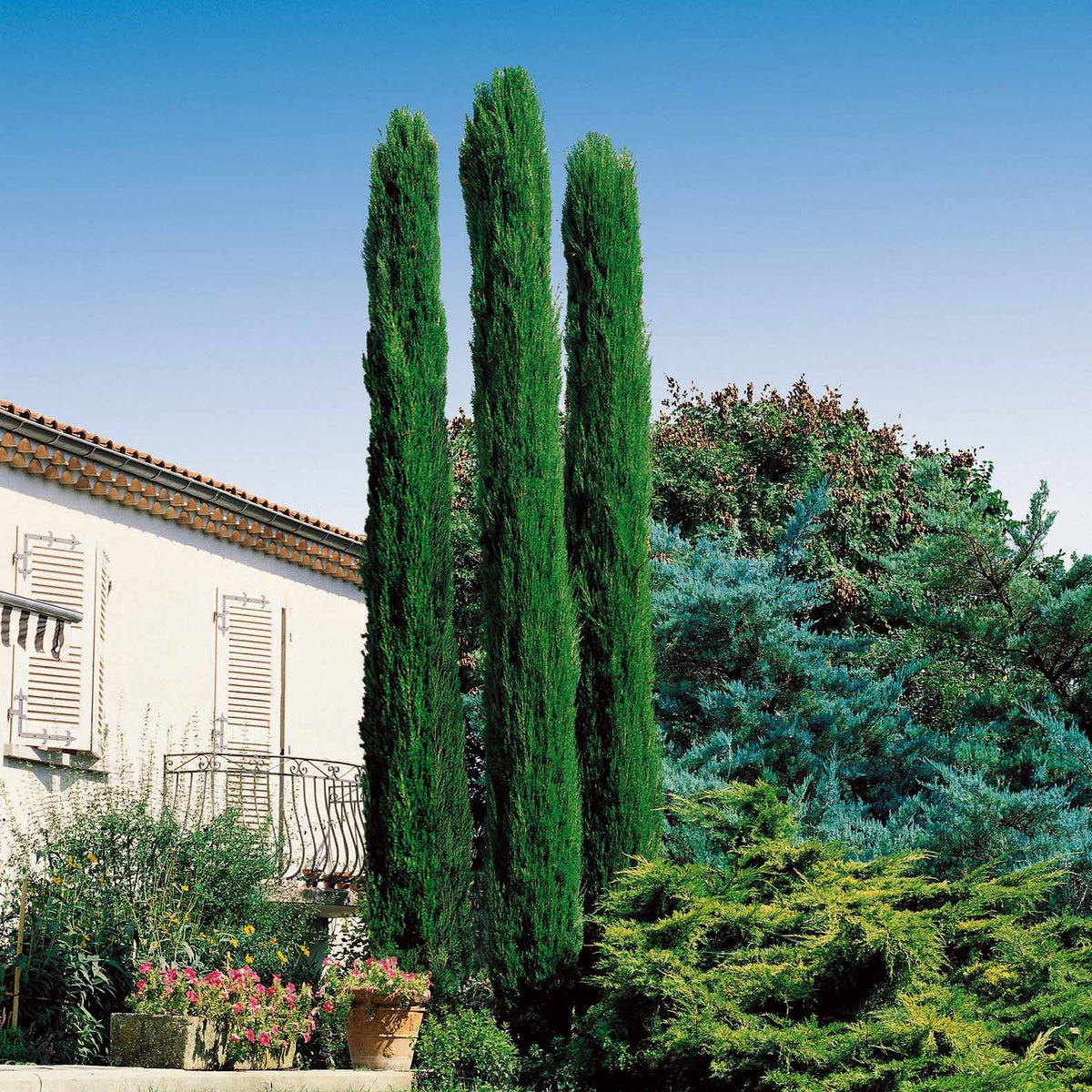 Italiaanse cipres 'Totem', Amerikaanse sering 'Victoria' (x3) - Cupressus totem, ceanothus impressus victoria, alb - Bakker
