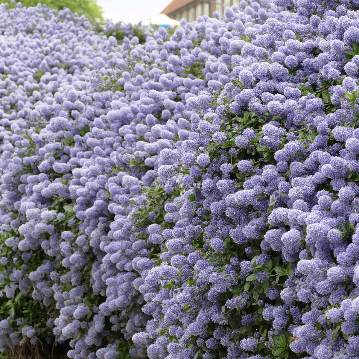 Heesters - Italiaanse cipres 'Totem', Amerikaanse sering 'Victoria' (x3) - Cupressus totem, ceanothus impressus victoria, alb
