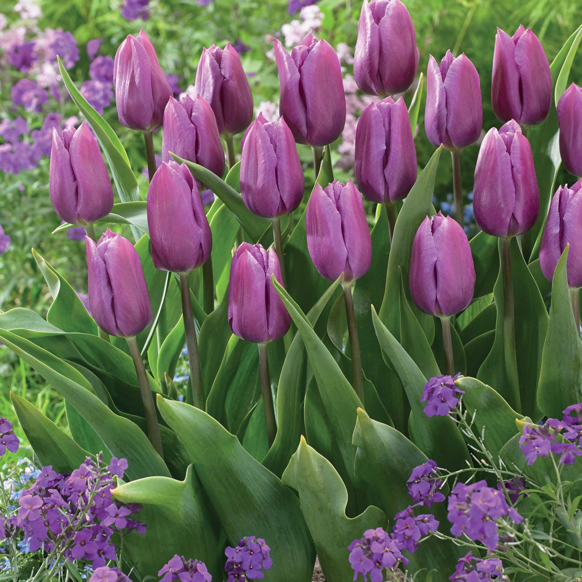 Triumph Tulpen collectie: 'Bellville' + 'Blue Beauty' (x20) - Tulipa triompe (bellville , blue beauty) - Voorjaarsbloeiers
