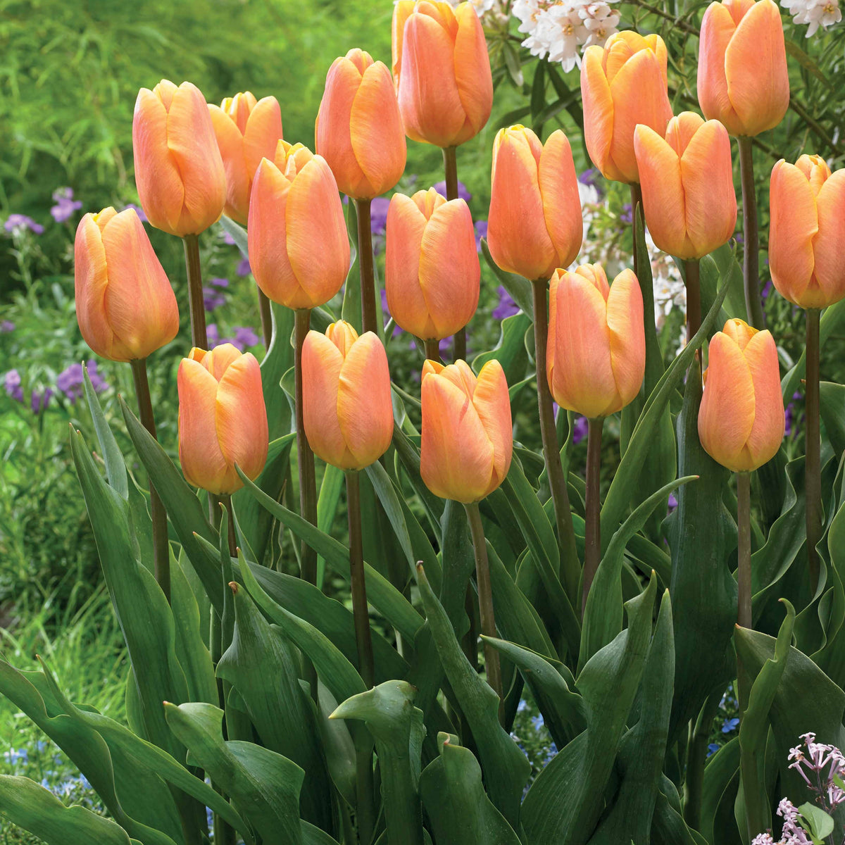Triumph Tulpen collectie: 'Bellville' + 'Blue Beauty' (x20) - Tulipa triompe Bellville, Blue Beauty - Bakker