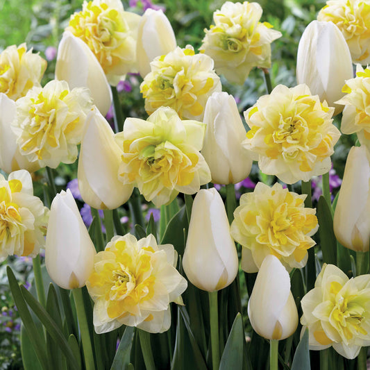 Tulpen 'Françoise' + Narcissen 'Sweet Pomponette' collectie (x20) - Tulipa françoise, narcissus sweet pomonette - Bloembollen