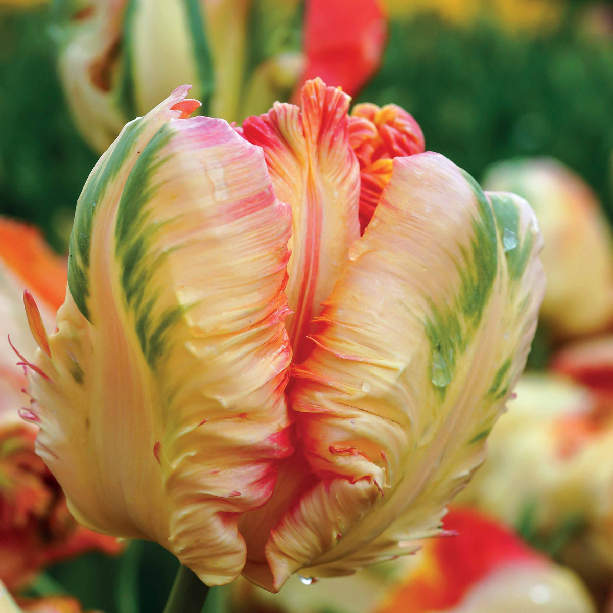 Tulpen - Parkiet Tulpen collectie: 'Princes Irene'  + 'Black Parrot' + 'Apricot Parrot' (x24) - Tulipa Princesse  Irene, Black Parrot, Apricot Parrot