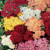 Duizendblad (x3) - Achillea - Heesters en vaste planten