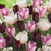 Langstelige tulpen Mix 'Slik Road' + 'Del Piero'+ 'Ronaldo' (x15) - Tulipa slik road, del piero, ronaldo - Voorjaarsbloeiers