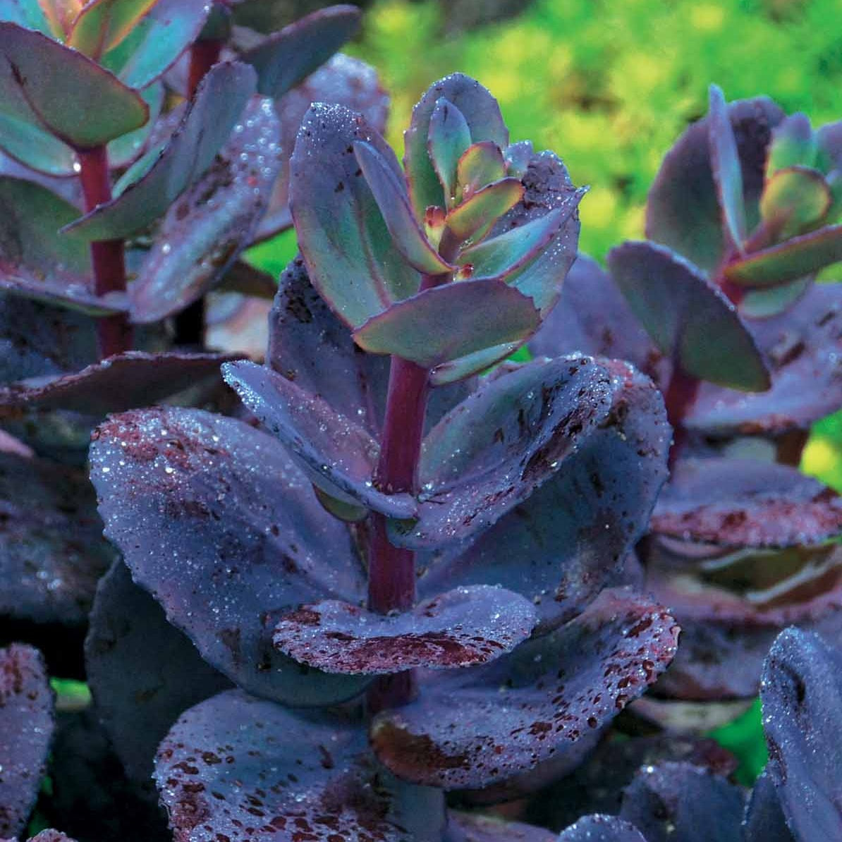 Collectie vaste planten met uniek blad (x7) - Carex  oshimensis Evergreen, Sedum Blue Pearl, Imperata cylindrica Red Baron, Gaura lindheimeri Whirling Butterflies - Bakker