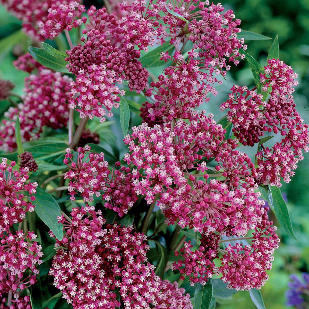 Vaste planten voor een kleurrijke tuin Mix - Alchemilla mollis, Leucanthemum superbum, Salvia nemorosa, Asclepia incarnata - Bakker