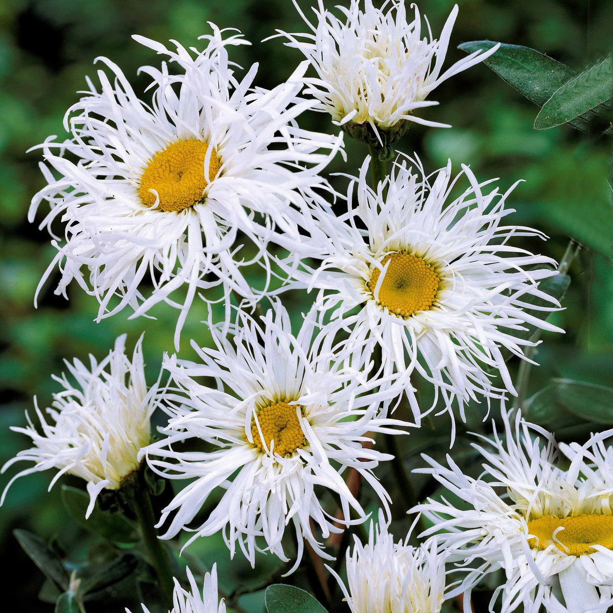 Verkoop Vaste planten voor een kleurrijke tuin Mix - Alchemilla mollis, Leucanthemum superbum, Salvia nemorosa, Asclepia incarnata