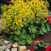 Vaste planten voor een kleurrijke tuin Mix