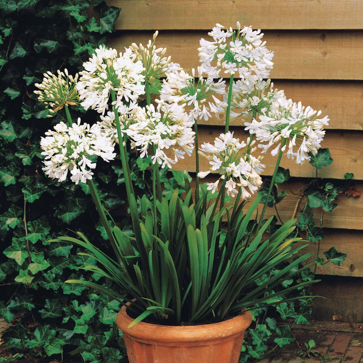 Agapanthus, cerastium tomentosum, gaura lindheimeri, geranium pratens - Collectie witbloeiende vaste planten (x9) - Plantenpakketten balkon en terras