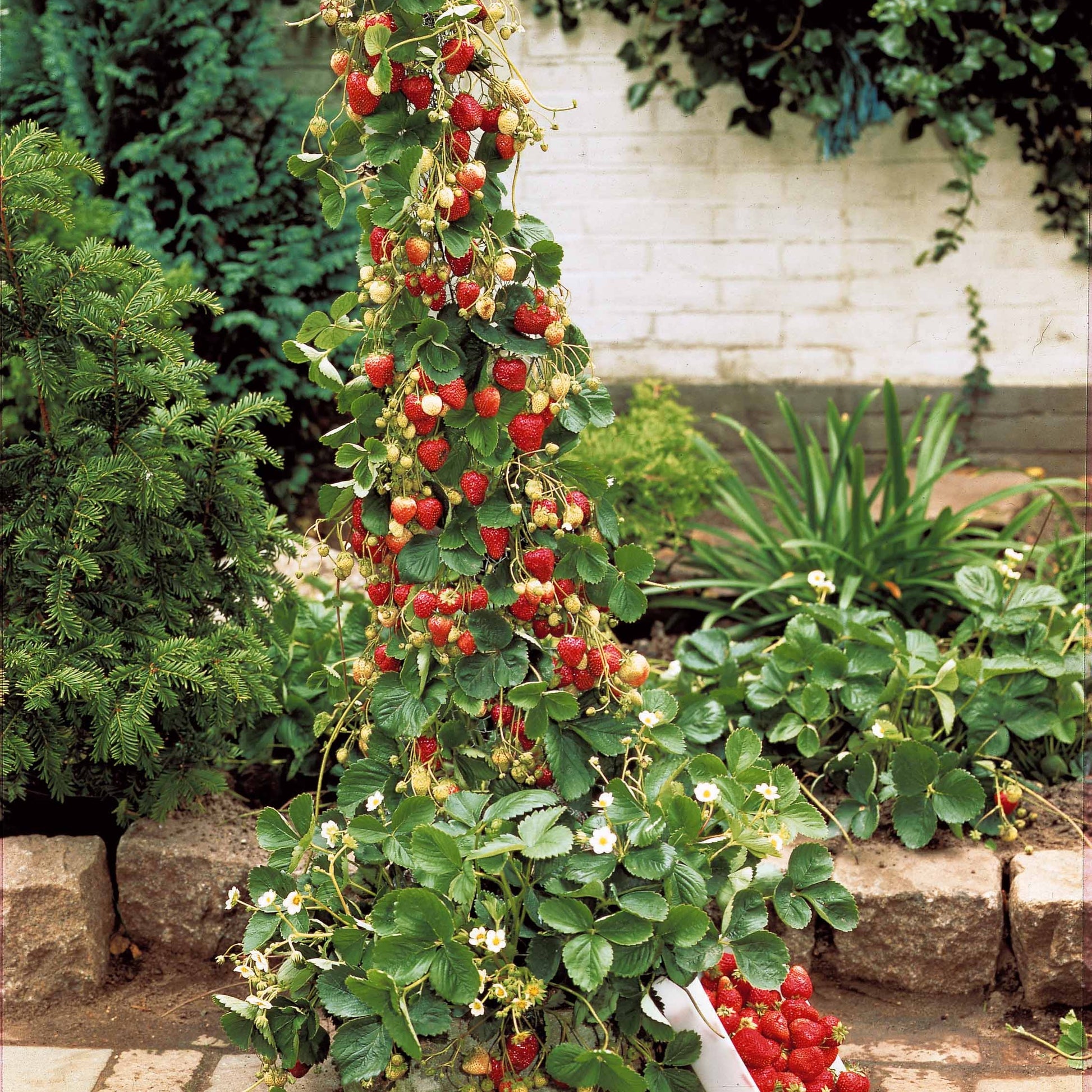Verzameling van rode fruitbomen (x9) - Rubus idaeus 'sumo 2', ribes rubrum 'rovada', frag - Aardbeien