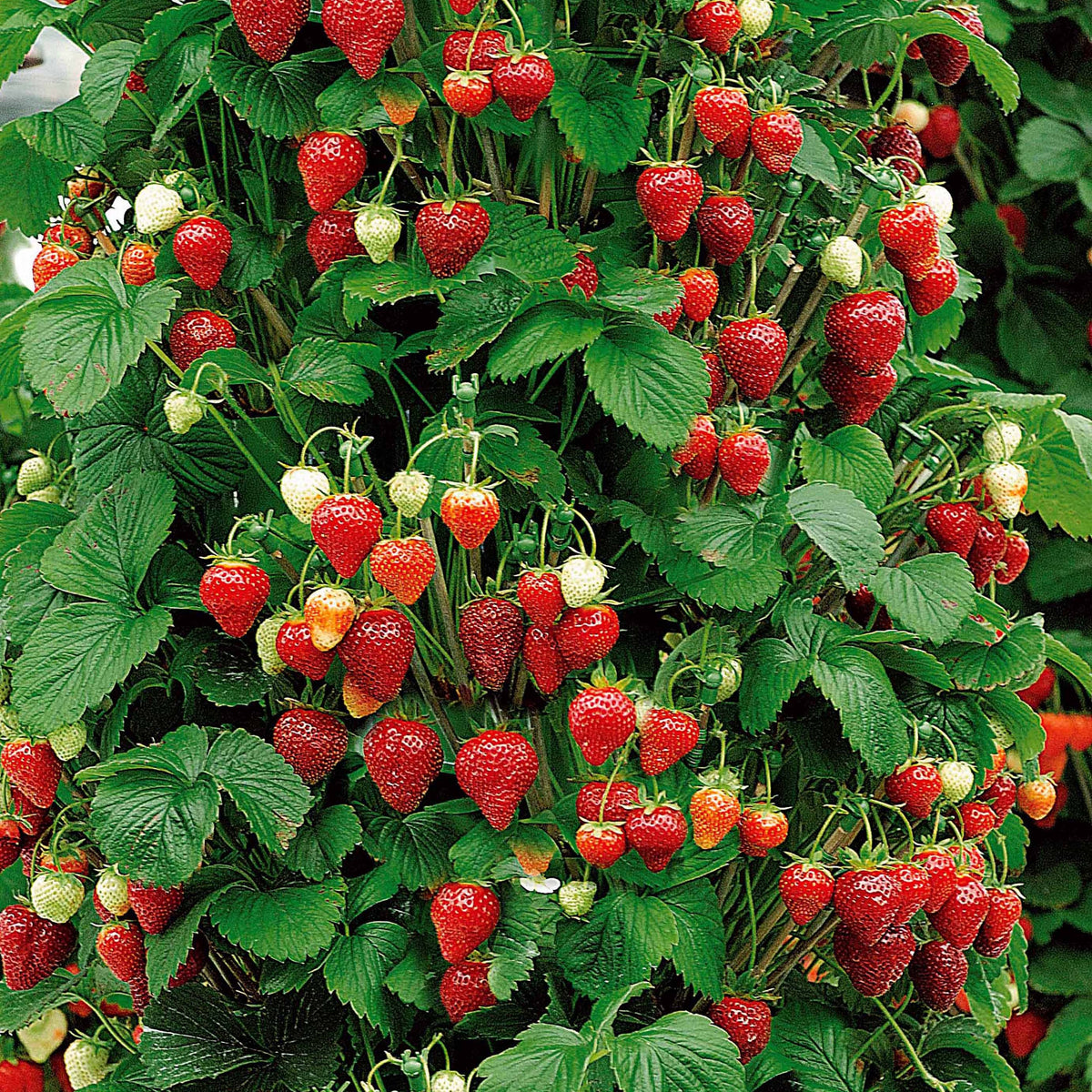 Rubus idaeus 'sumo 2', ribes rubrum 'rovada', frag - Verzameling van rode fruitbomen (x9) - Aardbei