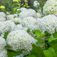 Verzameling hortensia's voor perken en hagen (x3) - Hydrangea macrophylla