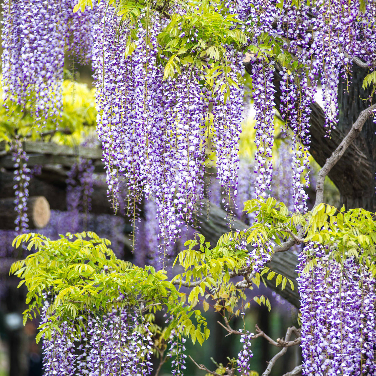 Sterjasmijn - Trachelospermum - Collectie uitbundig bloeiende klimplanten (x3) - Clematis montana Mayleen , Trachelospermum jasminoides, Wisteria frutescens Amethyst Falls