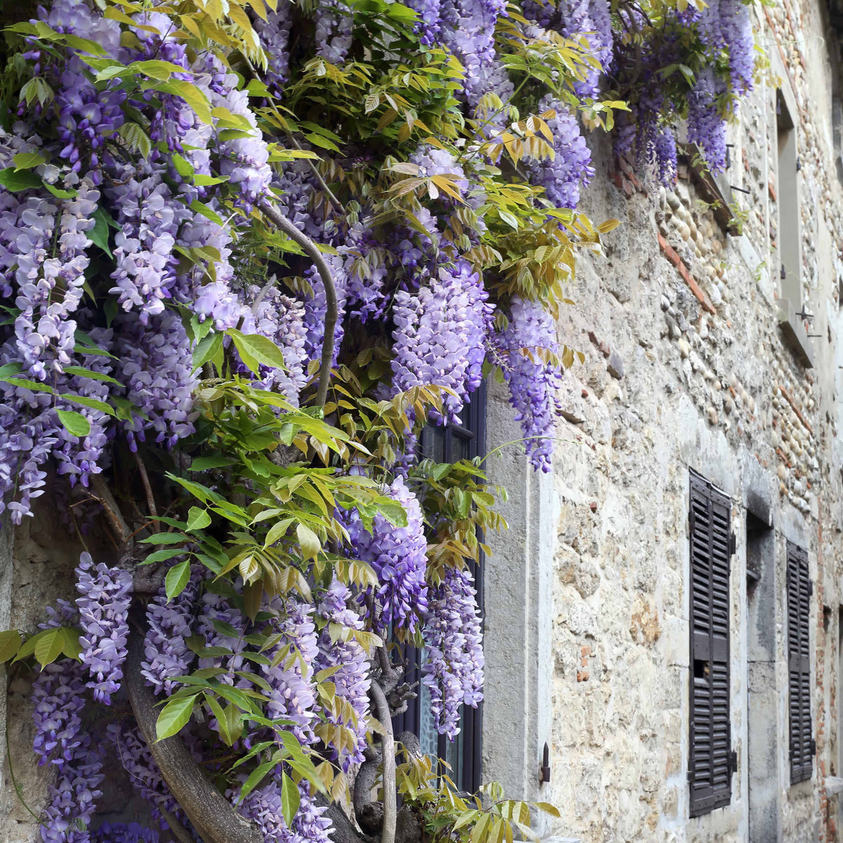 Verkoop Collectie uitbundig bloeiende klimplanten (x3) - Clematis montana Mayleen , Trachelospermum jasminoides, Wisteria frutescens Amethyst Falls