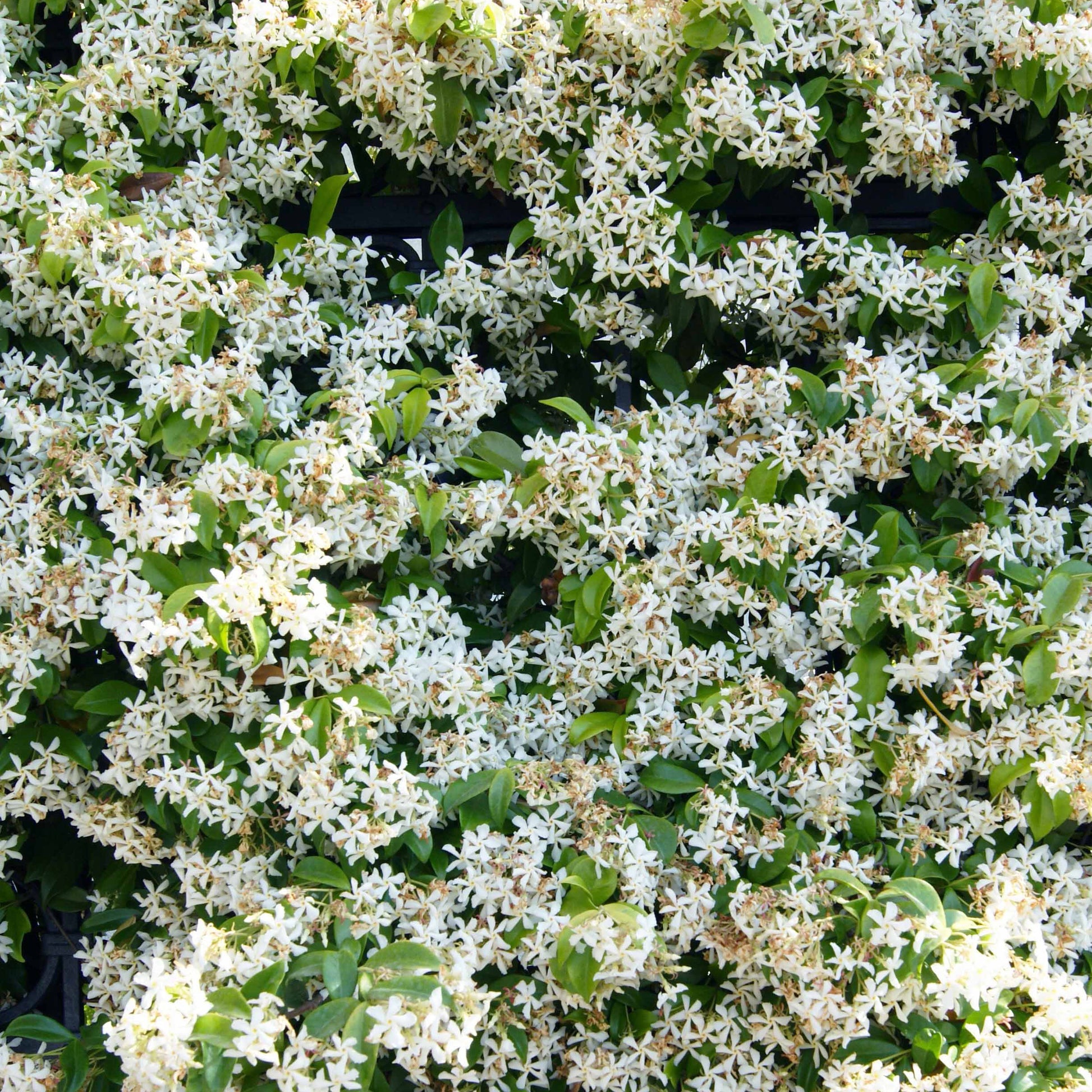 Collectie uitbundig bloeiende klimplanten (x3) - Clematis montana Mayleen , Trachelospermum jasminoides, Wisteria frutescens Amethyst Falls
