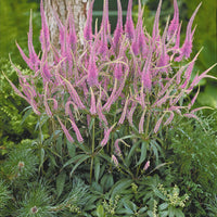 Collectie vaste planten voor halfschaduw (x9) - Veronicastrum virginicum, digitalis purpurea, alchemilla mollis - Heesters en vaste planten