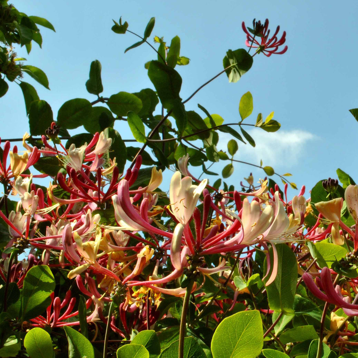 Campsis radicans stromboli, lonicera periclymenum - Trompetbloem 'Stromboli', Kamperfoelie - Klimplanten