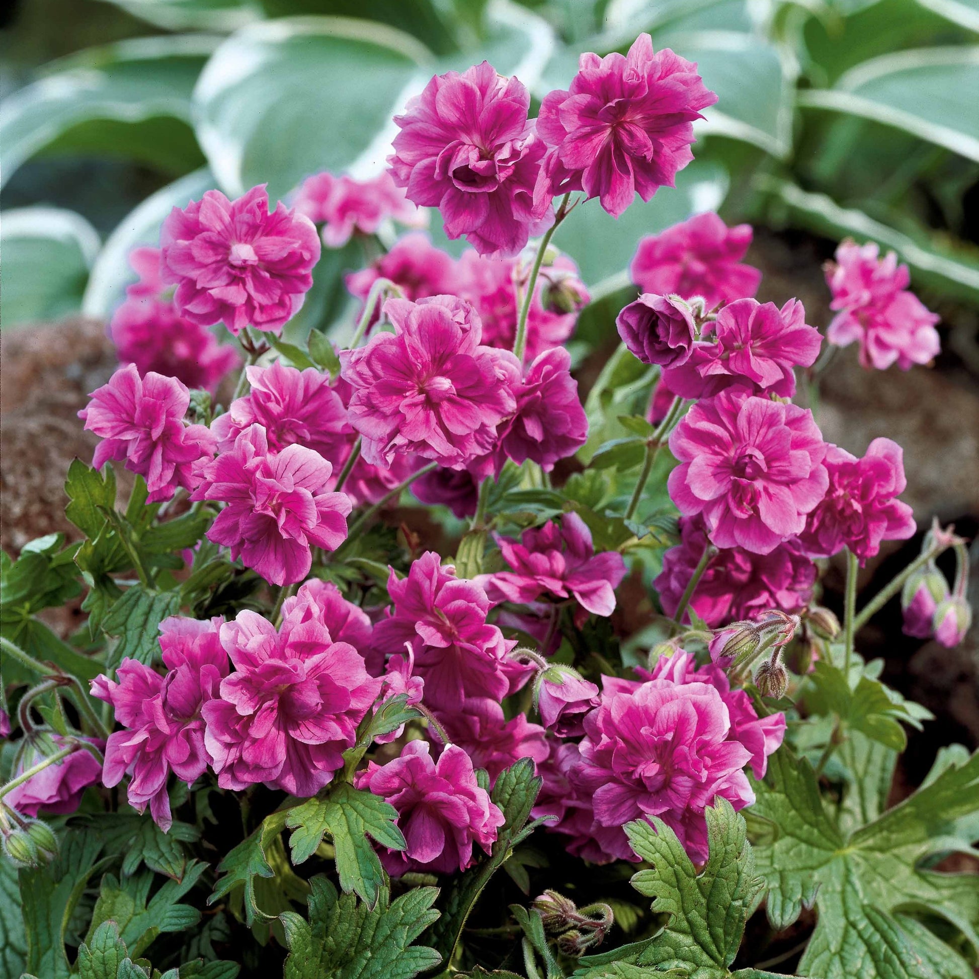 Collectie dubbelbloemige vaste planten Geraniums (x6) - 2geranium caeruleum, 2 double jewel, 2 birch double - Vaste planten