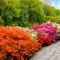 Collectie Japanse Azalea's (x3)
