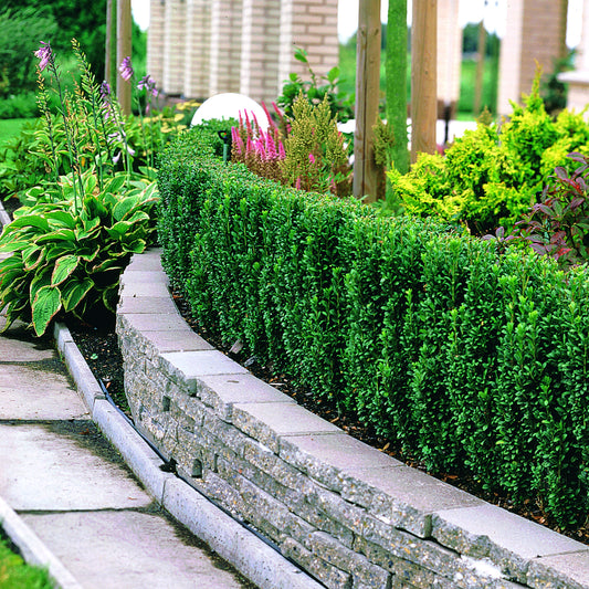 Japanse hulst 'Fastigiata' - Bakker