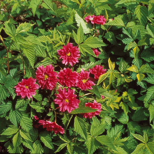 Sierbraam - Rubus spectabilis olympic double - Tuinplanten