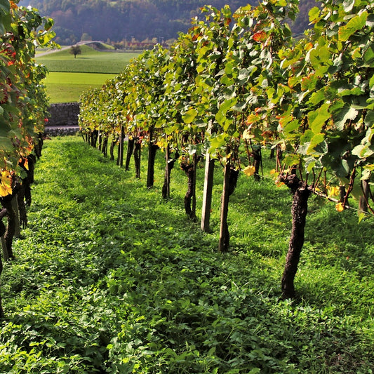 Wijndruiven Mix 'Pinot' + 'Merlot' + 'Chardonnay'