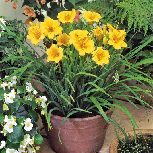 Daglelie 'Stella d'Oro) - Hemerocallis stella de oro - Heesters en vaste planten