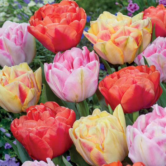 Pioentulpen in kleuren (x12) - Tulipa foxtrot, foxy foxtrot , copper image - Bloembollen