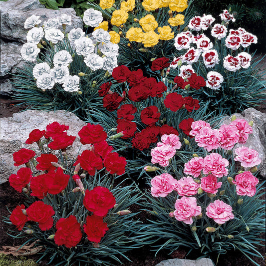 Anjer Mix 'Grenadine Red' + 'Sharlaken' (x6) - Dianthus caryophyllus grenadine red, scharlaken, y - Terras- en balkonplanten