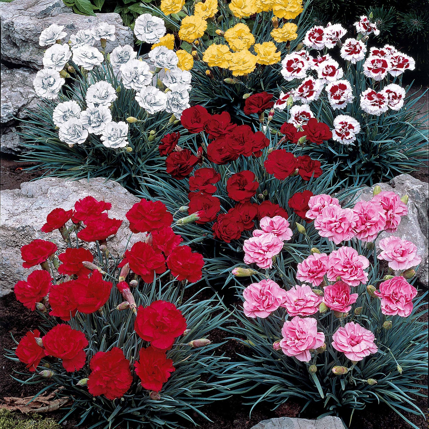 Anjers - Dianthus