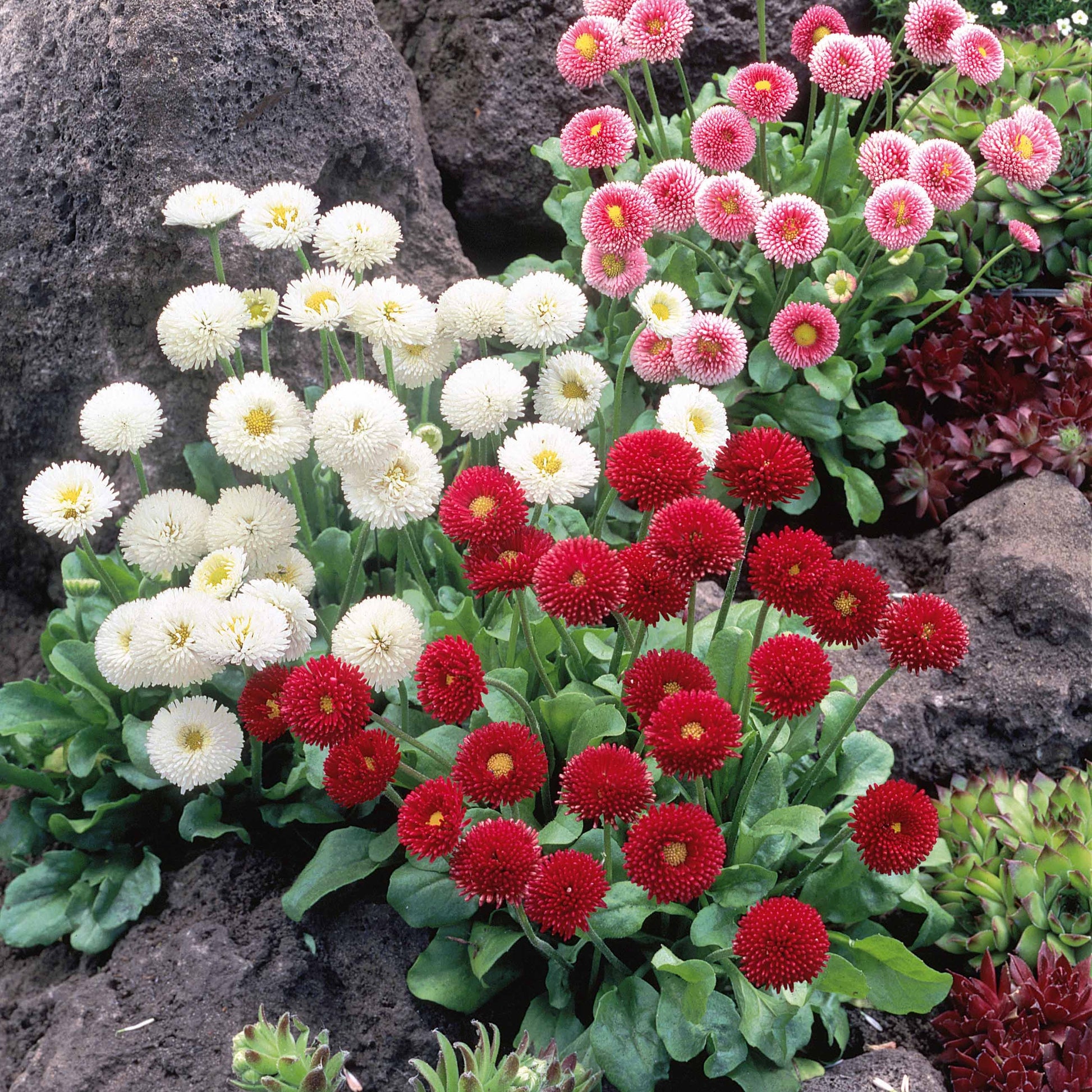 Madeliefje gemengd (x2) - Bellis perennis mixed - Tuinplanten