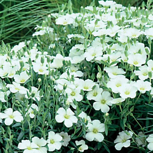 Zandkruid - Arenaria montana - Heesters en vaste planten