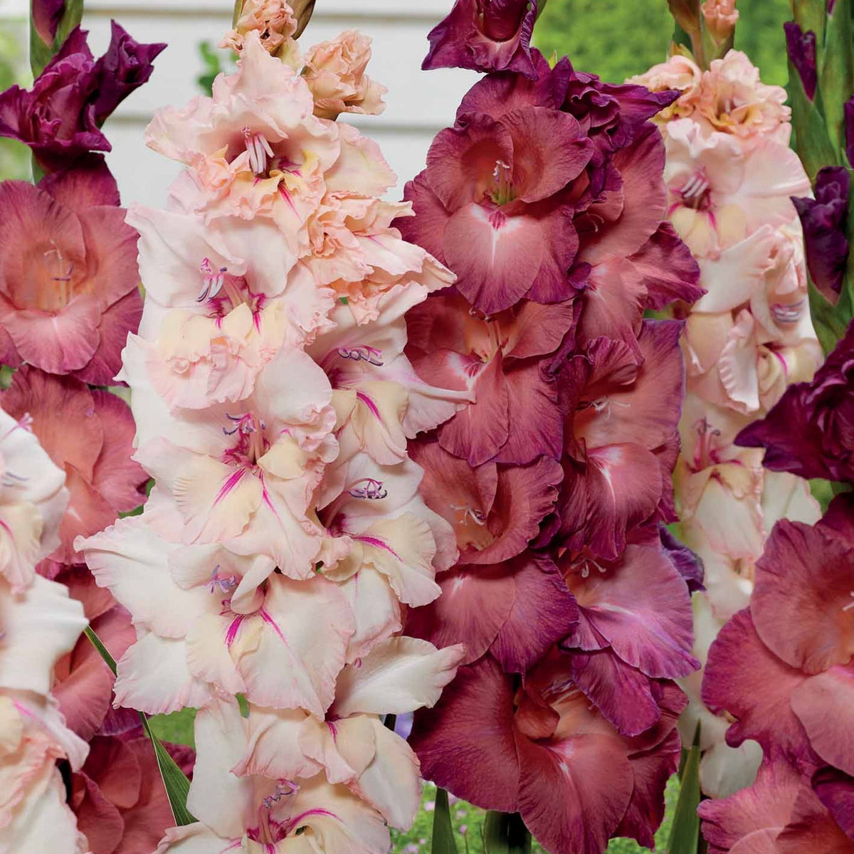 Gladiool Mix 'Indian summer' + 'Palm Spring' (x25) - Bakker