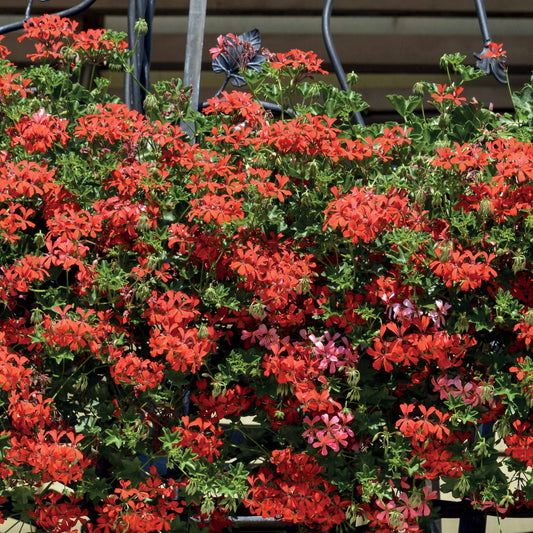 Hanggeranium - Bakker