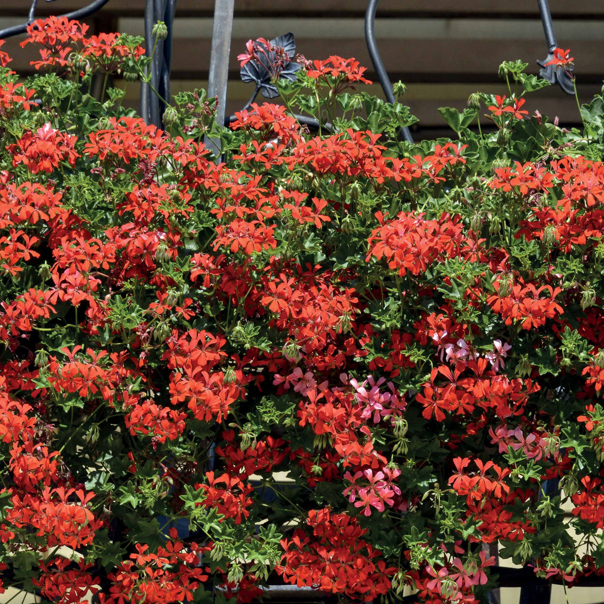 Pelargonium peltatum - Hanggeranium - Geranium - Pelargonium